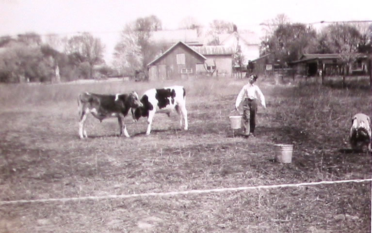 Raising Calves
